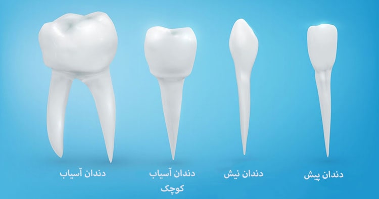 نوع دندان